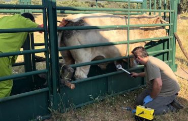 Servicios veterinarios