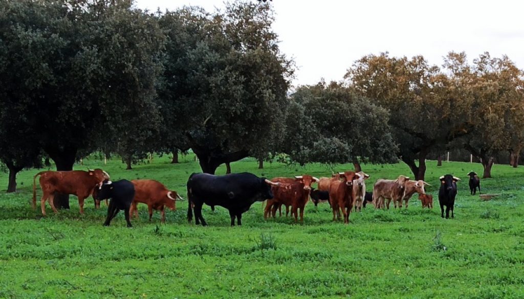 Gestión Veterinaria 360 ahora también tiene página web