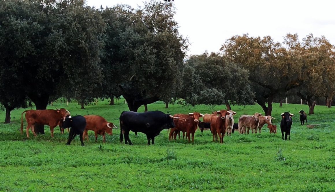 Gestión Veterinaria 360 ahora también tiene página web