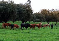 Gestión Veterinaria 360 ahora también tiene página web