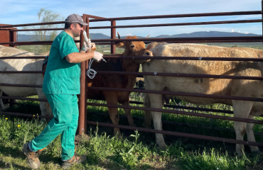 Servicios veterinarios