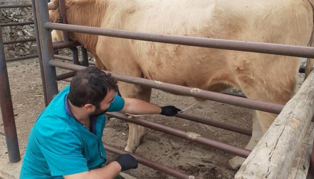 Gestión Veterinaria 360, la garantía de estar en buenas manos