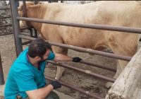 Gestión Veterinaria 360, la garantía de estar en buenas manos