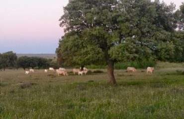 Servicios veterinarios